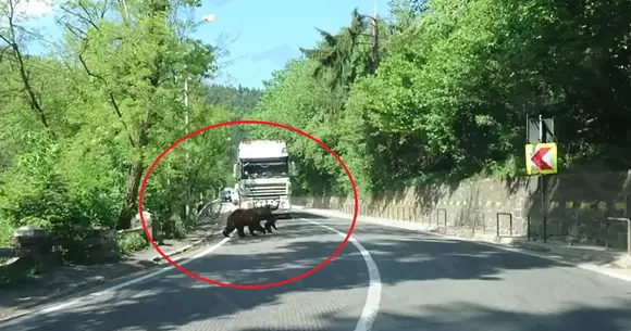 Prioritate de urs! O ursoaică a oprit traficul în Băile Tuşnad | VIDEO