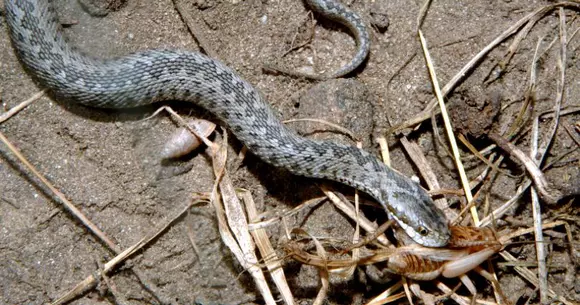 Un arădean a fost mușcat de o viperă ce se afla sub capota mașinii