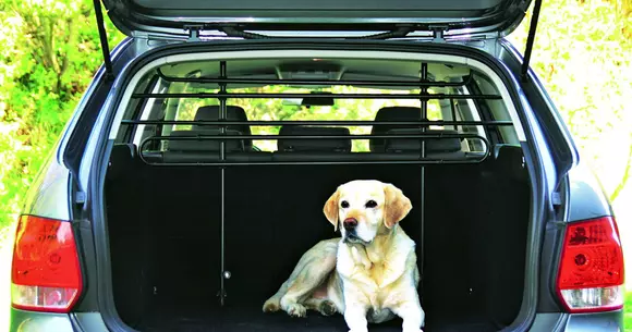 Pasageri necuvântători: Cum se transportă în siguranță animalele de companie?