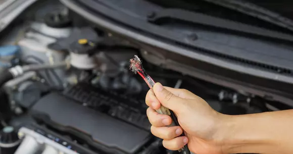 (P) Cum sa iti protejezi masina de rozatoare