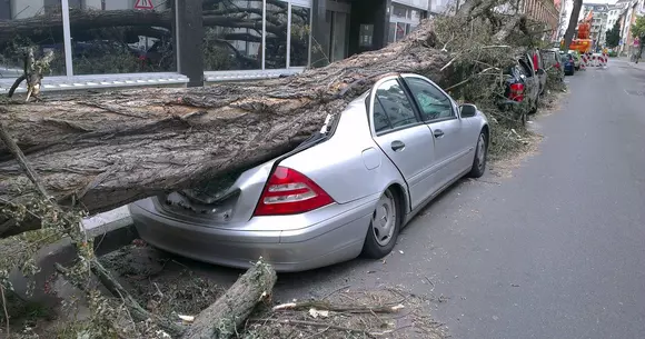Copacii căzuți peste mașini: când și cum pot cere despăgubiri șoferii