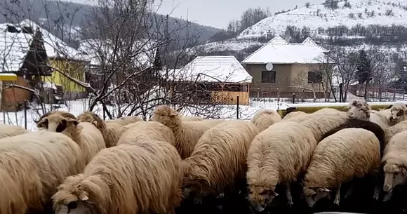Motivul pentru care drumul european E81 a fost blocat este halucinant