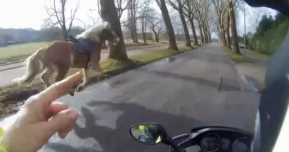 Cursă demnă de comedii: conducătorul unui scuter ajută o femeie să-și recupereze calul