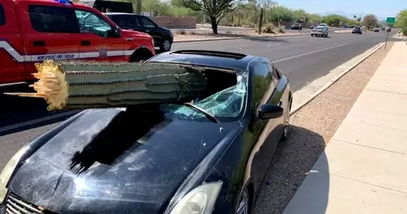 A scăpat cu viață după ce un cactus uriaș i-a trecut prin parbriz