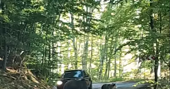 Un șofer a încearcat să lovească cu mașina un urs aflat pe șosea (Video)