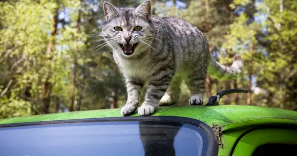 O pisică a provocat un accident rutier, dar dosarul penal este pe numele șoferului