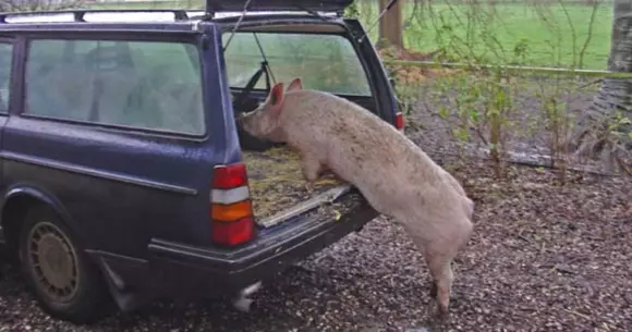 Nu cărați porcul de Crăciun cu mașina! Iată ce riscă cei care transportă ilegal animale
