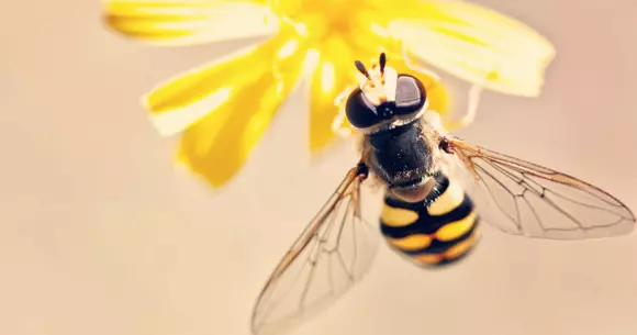 (P) Cele mai importante beneficii ale lăptișorului de matcă