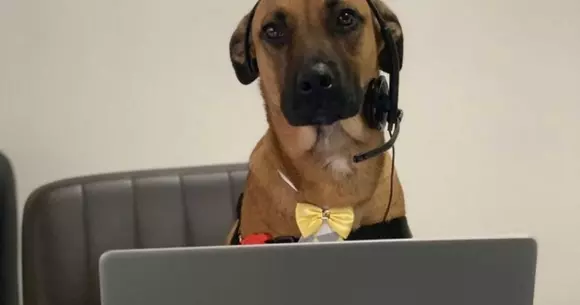 Cum a devenit un câine vagabond ambasador de brand pentru Hyundai