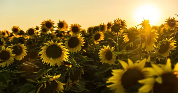 (P) Ce beneficii oferă semințele de floarea soarelui ?