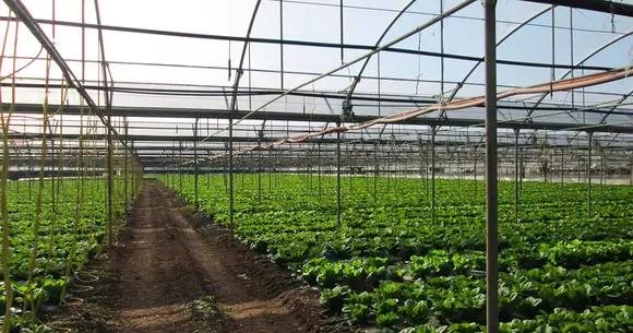 (P) Avantajele necontestate ale foliei de solarii de calitate!