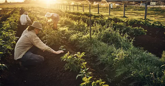 (P) Informații utile pe care trebuie să le știți atunci când doriți să amenajați propria gradină!