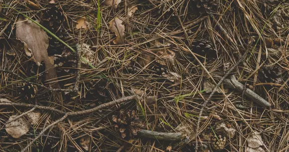 (P) Avantajele oferite de folosirea unor tocătoare de crengi performante