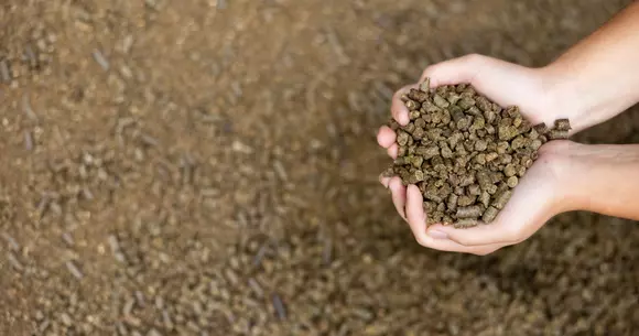 (P) Rețete simple de furaje pentru păsări și iepuri, direct la tine acasă