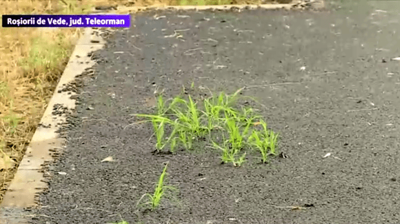 La Roșiorii de Vede, iarba răsare din asfaltul abia turnat