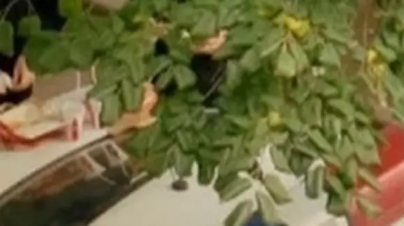 Când te lovește foamea, portbagajul mașinii rămâne masa perfectă