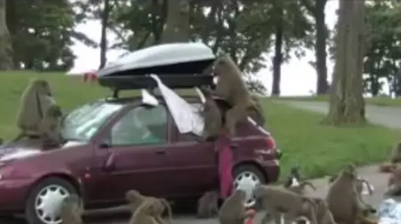 Atacul babuinilor! Victima? Un Ford Fiesta! | VIDEO