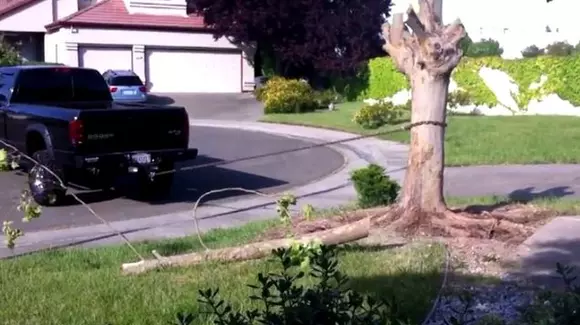 Ce se întâmplă când mașina se pune cu... copacul? | VIDEO