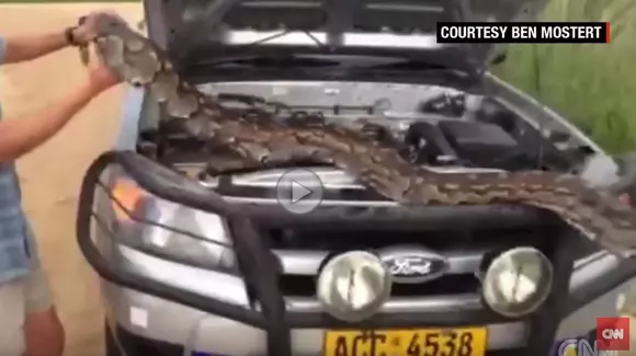 Pitonii iubesc mașinile!