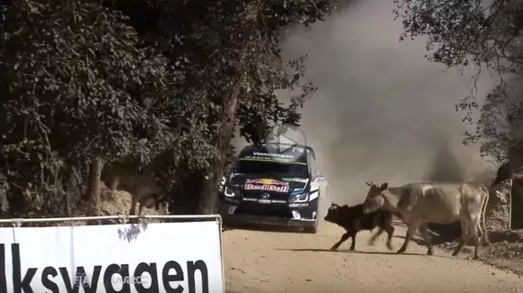Sebastien Ogier și vacile din Mexic