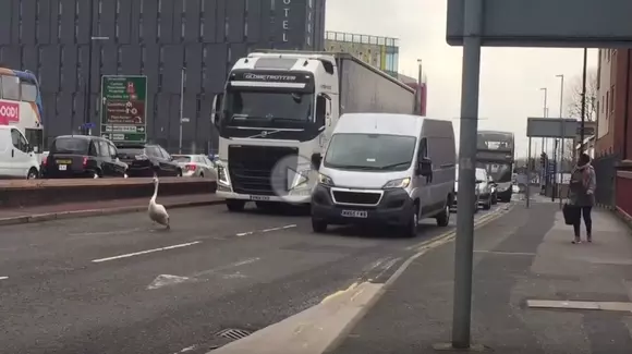 Trafic întrerupt în Manchester din cauza unei...lebede