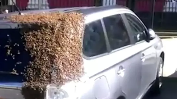 20.000 de albine au urmărit un Mitsubishi Outlander timp de două zile. Vezi din ce motiv! | VIDEO