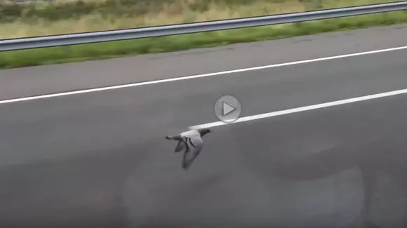 Porumbelul turbo - Zboară cot la cot cu mașinile de pe autostradă