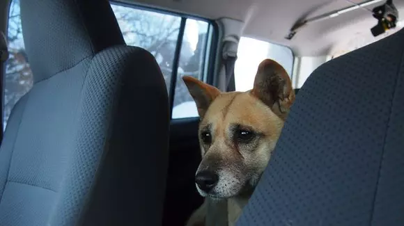 Cât timp poți să-ți lași câinele în mașină într-o zi de vară? | VIDEO