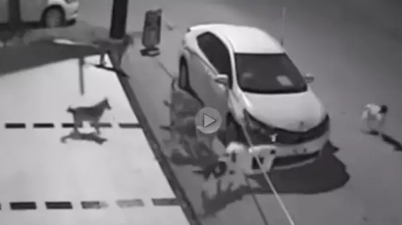 Un grup de câini a devorat o mașină