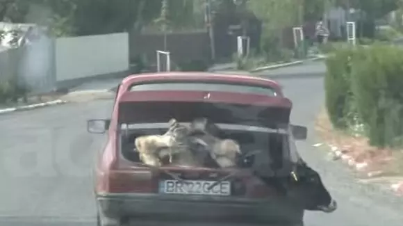 Cum a decis un român să transporte o vacă într-o Dacia 1310 | VIDEO