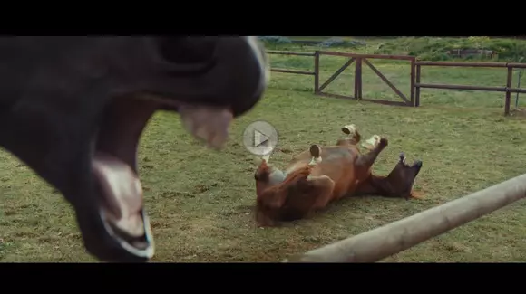 De râsul cailor. Cea mai bună reclamă pentru sistemul Volkswagen Trailer Assist