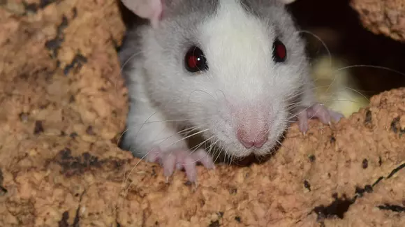 Toyota, dată în judecată pentru că izolația cablurilor electrice este mult prea apetisantă pentru rozătoare