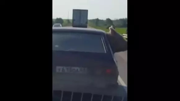 Cum se transportă porcul în Italia? | VIDEO