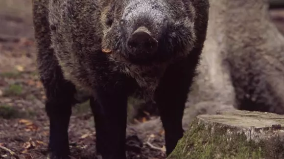 Un șofer din Gorj a ucis cu mașina 33 de mistreți "din greșeală"