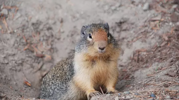 O nouă problemă în construcţia Autostrăzii Transilvania: ce facem cu popândăii!?