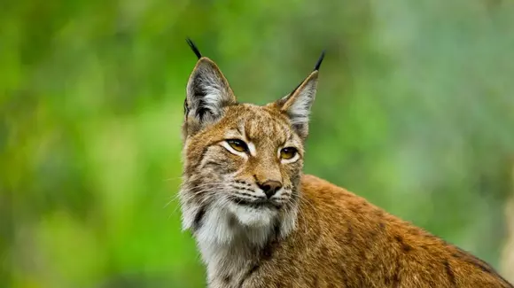 Un râs a fost lovit de o mașină pe o trecere de pietoni pe DN1