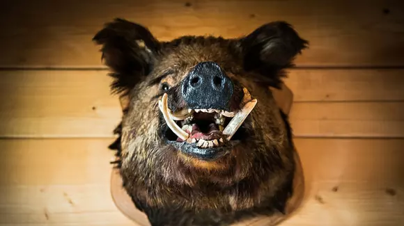 O ambulanţă, un mistreţ şi un poliţist care n-a înţeles nici până azi ce s-a întâmplat