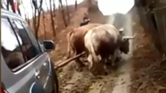 O lăuză dusă la doctor cu mașina trasă de boi