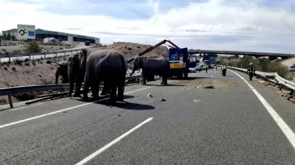 Autostradă blocată în Spania, după ce s-a răsturnat un camion cu elefanți