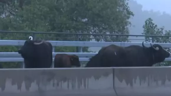 Cinci bivoli au făcut haos pe o autostradă din Germania | VIDEO