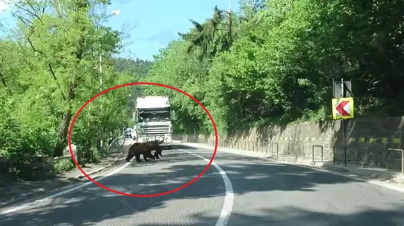 Prioritate de urs! O ursoaică a oprit traficul în Băile Tuşnad | VIDEO