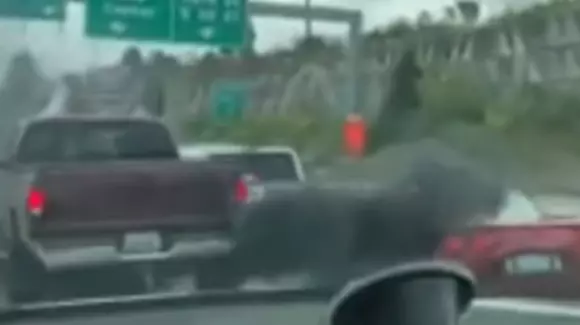 Ce poți păți dacă îi arăți semne obscene unui alt șofer (Video)