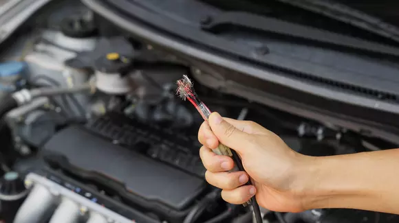 (P) Cum sa iti protejezi masina de rozatoare