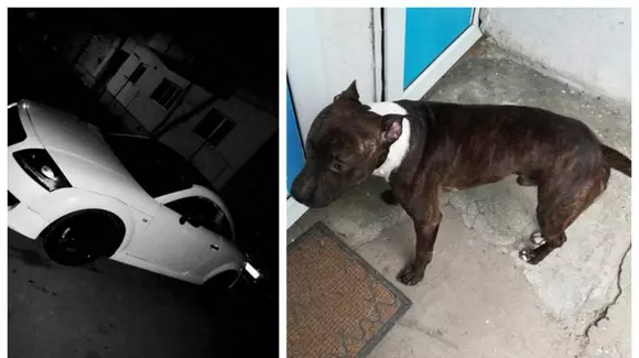 Audi TT, oferit drept recompensă pentru recuperarea unui cățel pierdut