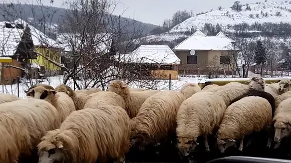 Motivul pentru care drumul european E81 a fost blocat este halucinant