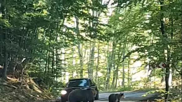 Un șofer a încearcat să lovească cu mașina un urs aflat pe șosea (Video)