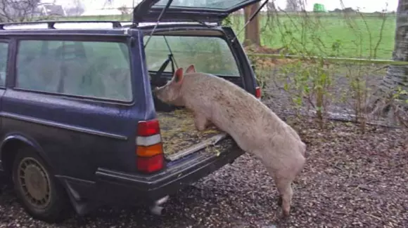Nu cărați porcul de Crăciun cu mașina! Iată ce riscă cei care transportă ilegal animale