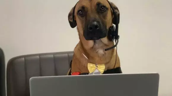 Cum a devenit un câine vagabond ambasador de brand pentru Hyundai