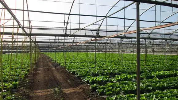 (P) Avantajele necontestate ale foliei de solarii de calitate!