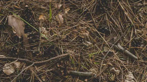 (P) Avantajele oferite de folosirea unor tocătoare de crengi performante